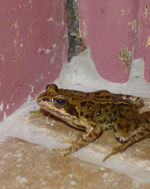 Delivered Frog - 18th June 2006