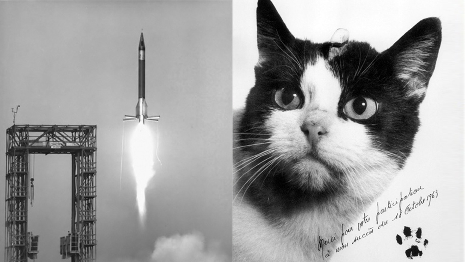 Félicette - The First Cat in Space