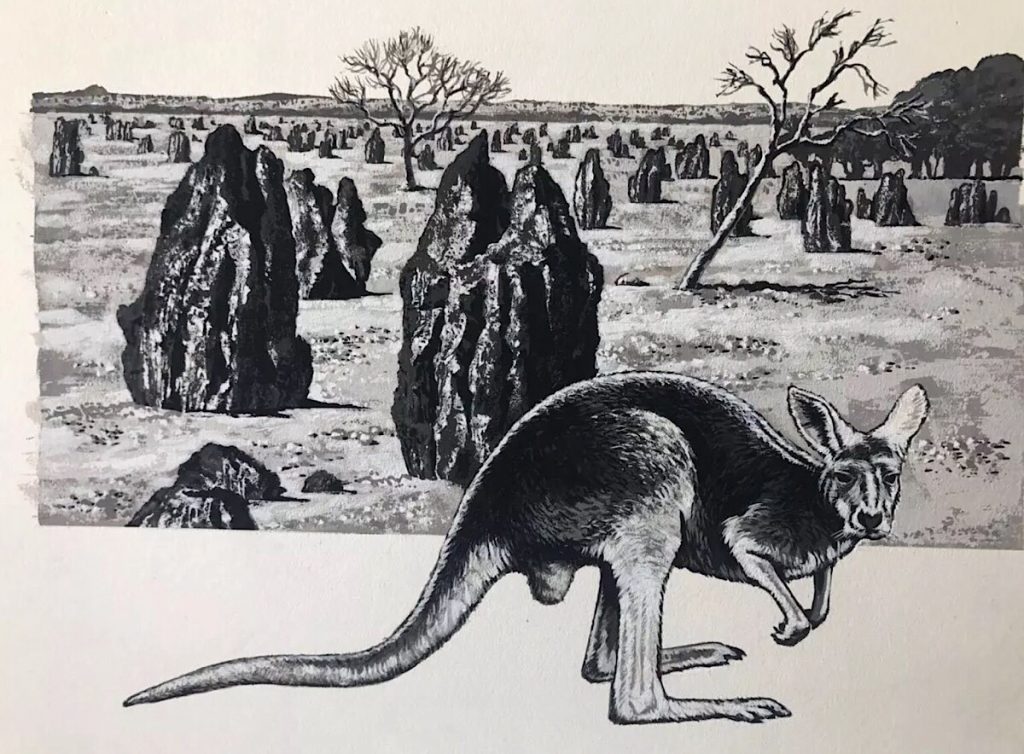 Kangaroo Illustration - Look and Learn (1970s)