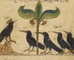 A court of crows, as featured in a page from the Arabic version of Kalila wa dimna, dated 1210 CE