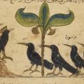 A court of crows, as featured in a page from the Arabic version of Kalila wa dimna, dated 1210 CE