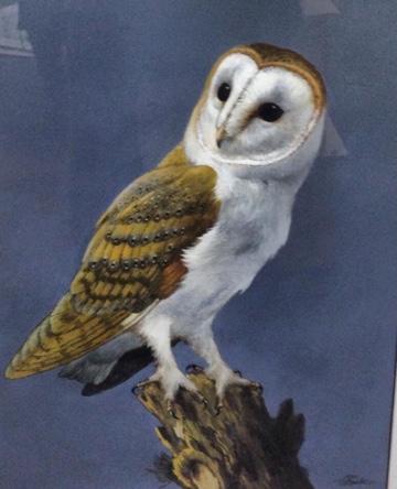 Barn Owl by Bill Titcombe