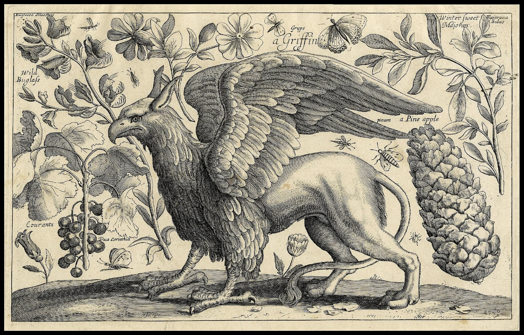 A Griffin as visualised by 17th century German artist Wenceslaus Hollar
