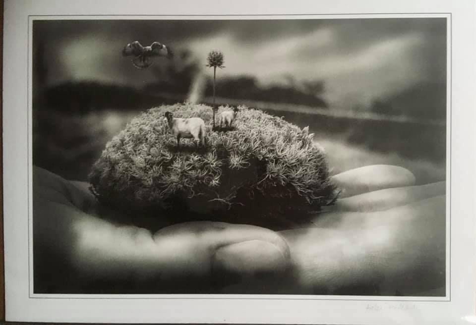 Sheep by Helen Pateman