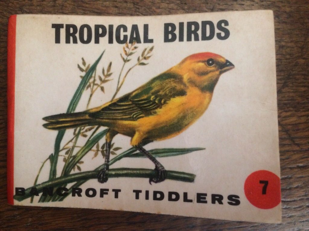Bancroft Tiddlers Tropical Birds