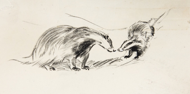 Badgers nose to nose, Eileen Soper, illustration for When Badgers Wake, published by Routledge & Kegan Paul Ltd, 1955