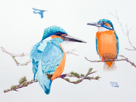 Watchful Kingfishers by Hilary Tratt