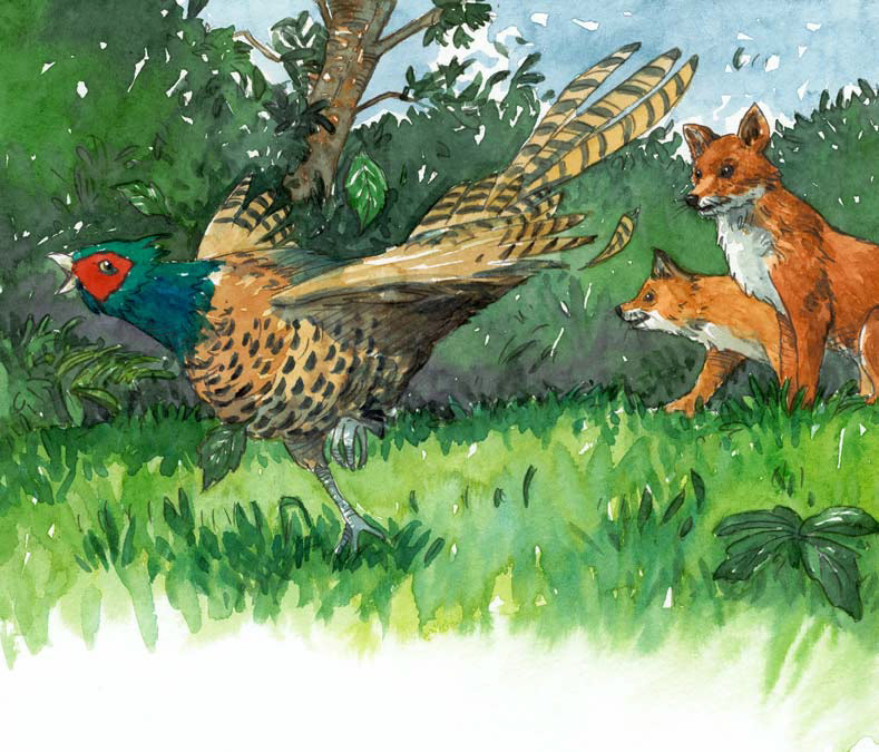 Book illustration by Nick Spender. Foxes chasing a  pheasant