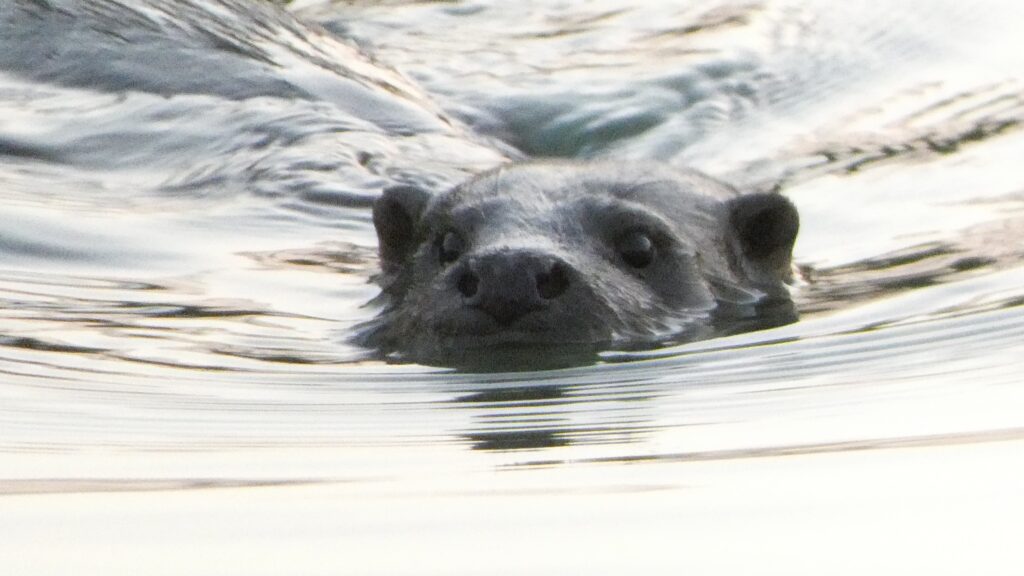 Otter at Pembroke Castle Pond, 2023. Photo: Phil Baber