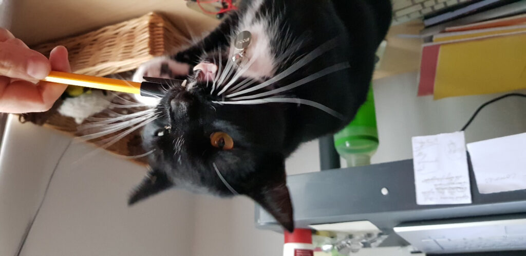 Andrew Knighton's feline assistant, Spooky
