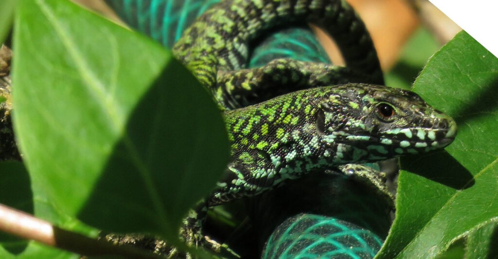 Ray Wergan charted the lives of his garden lizards for many years on “Lizard Watch”, to the delight reptile fans. Photo: Raymond Wergan