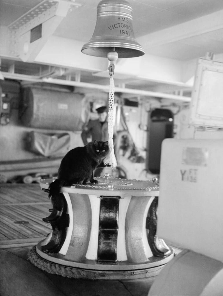 Tiddles, the ship's cat of HMS Victorious, at his favourite station on the after capstan, where he could play with the bell-rope. Image by Royal Navy official photographer, Parnall, C H (Lt), Public domain, via Wikimedia Commons