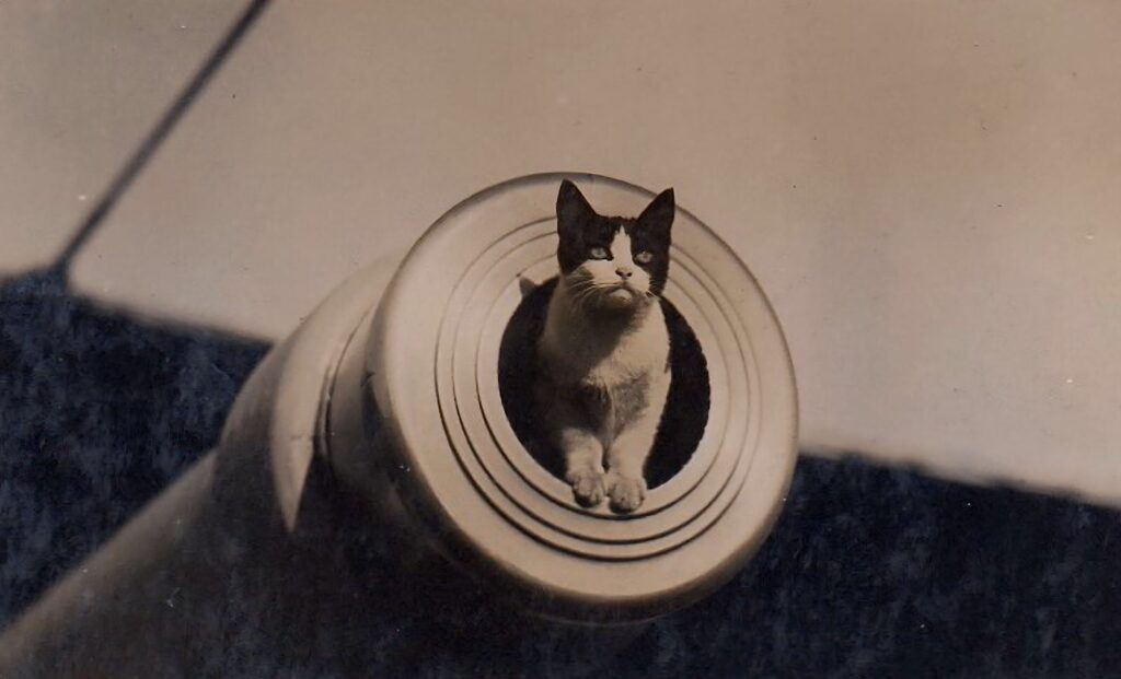 Minnie, ship’s cat aboard HMS Hawkins, circa 1923
