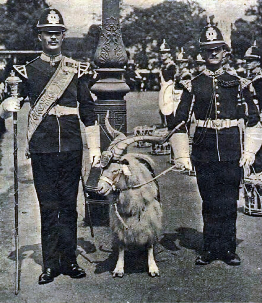 Photograph of Taffy the IV, a Regimental Goat of the 2nd Battalion of the Welsh Regiment who was on active duty in France during World War I, participating in the Retreat from Mons, the First Battle of Ypres and other famous battles. He was awarded the 1914 Star