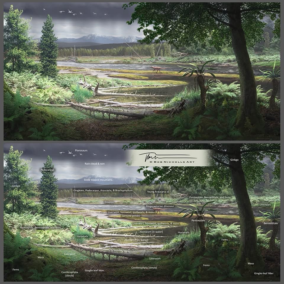 Megaraptorian in Gippsland, commissioned by Vera Korasidis at the University of Melbourne. Art by and ©️ Bob Nicholls Art