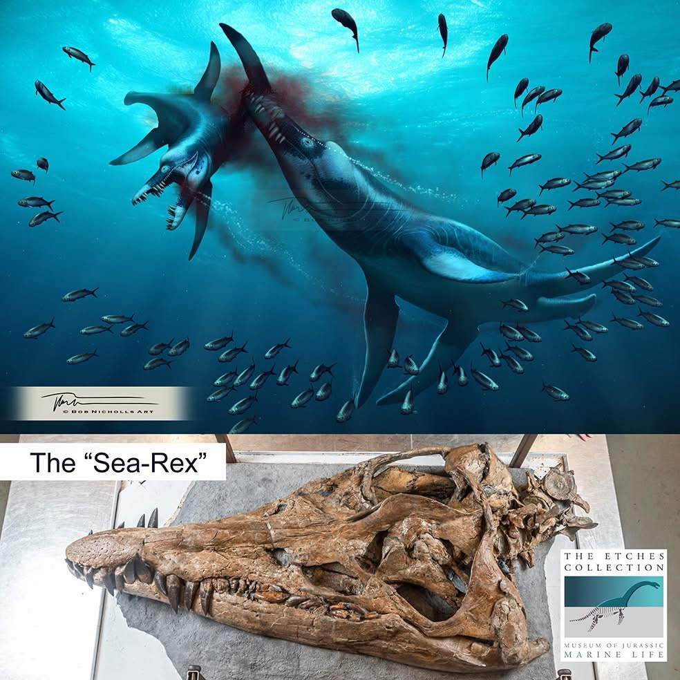 Bob’s reconstruction of the "sea-rex," a Jurassic pliosaur. This piece was commissioned by The Etches Collection, which is where the spectacular skull is exhibited, at the Museum of Jurassic Marine Life, Kimmeridge, Dorset. Also pictured is a smaller "sea-rex" and a shoal of Trissops fish