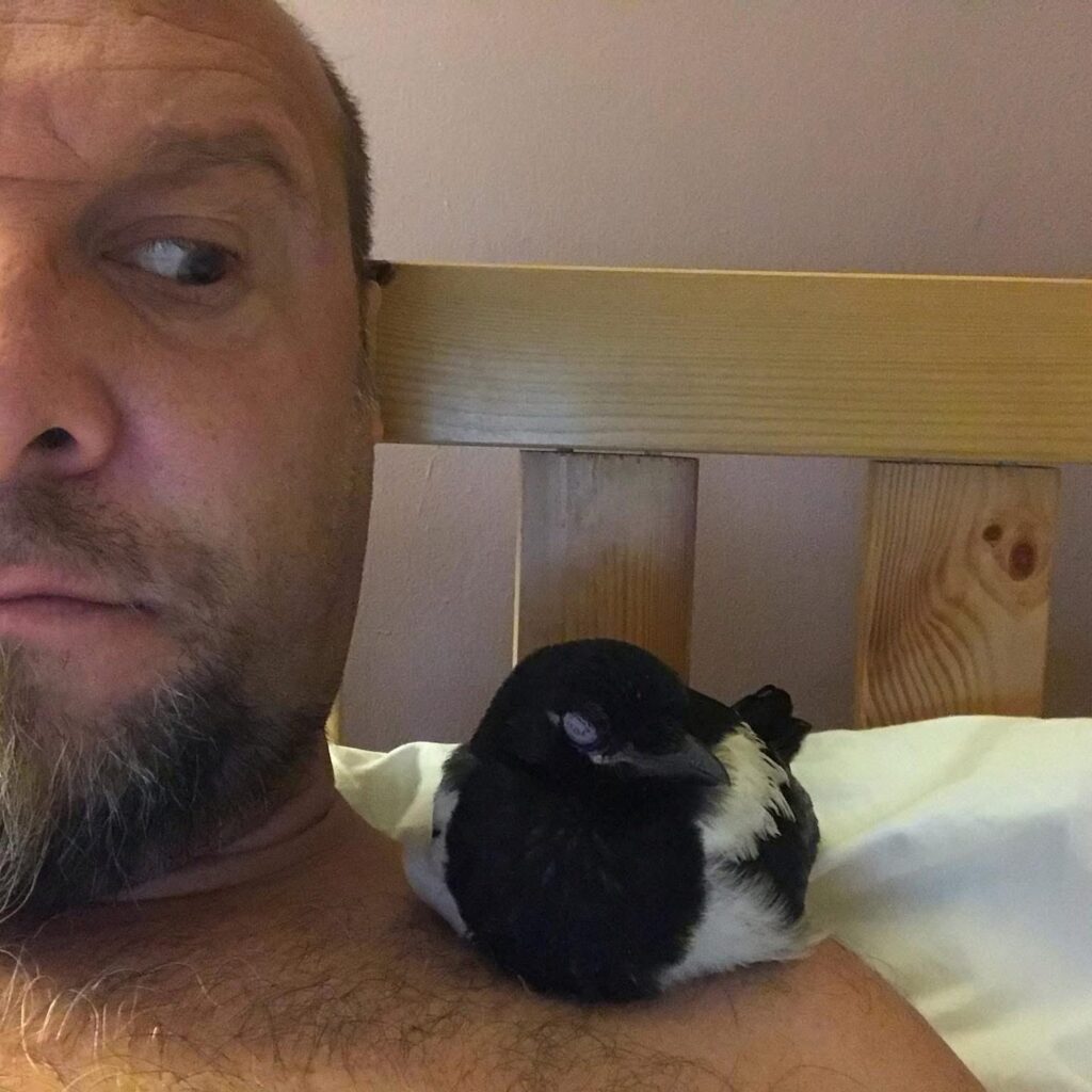 Jason Buck with the magpie chick, 'Bones', that he fostered during lockdown, asleep on his shoulder!