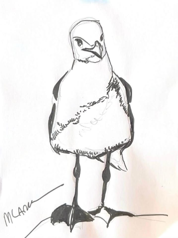 Seagull art by Michael Lark