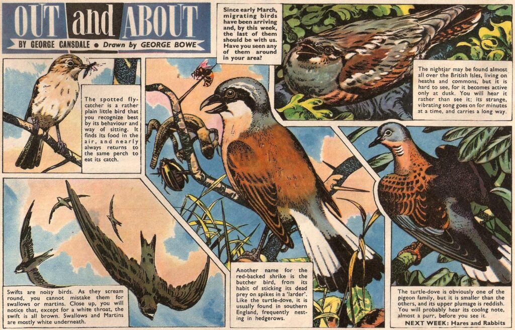 “Out and About” by George Cansdale, art by George Bowe, for EAGLE, cover dated 6th May 1961 ( Volume 12 No. 18)