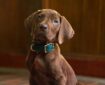 The first real dog to play Scooby Doo makes his debut in 2027. Aaarooo! Photo: Steve Dietl