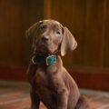 The first real dog to play Scooby Doo makes his debut in 2027. Aaarooo! Photo: Steve Dietl