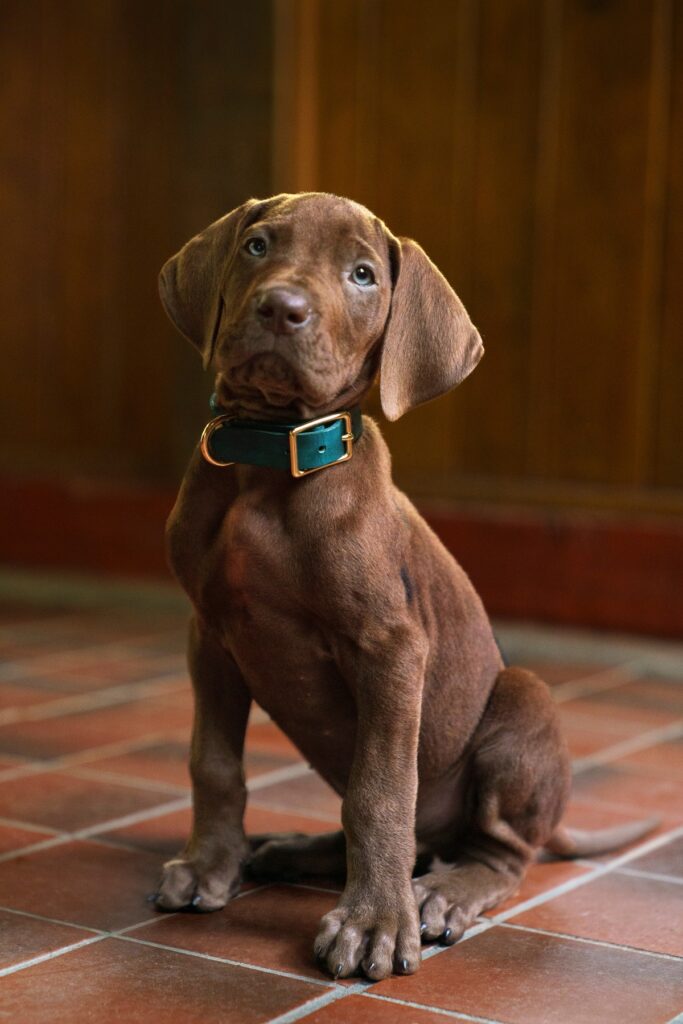 The first real dog to play Scooby Doo makes his debut in 2027. Aaarooo! Photo: Steve Dietl