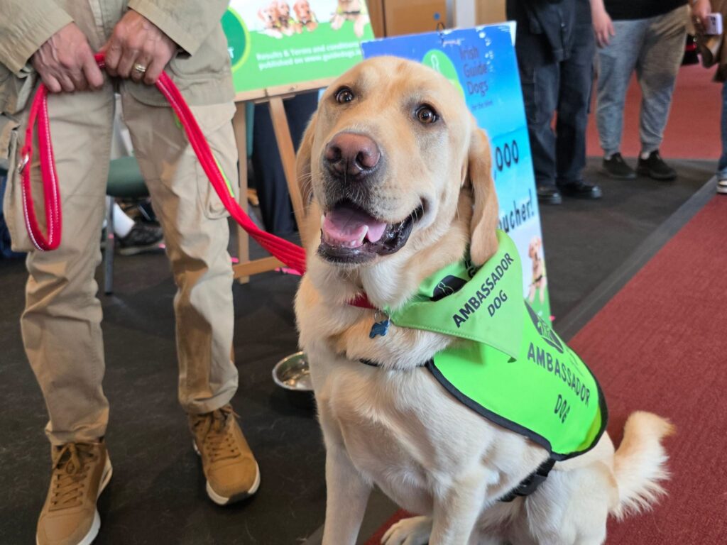 Dublin Comic Con 2026 - Summer Edition - Ambassador Guide Dog for Irish Guide Dogs for the Blind | Photo: Dublin Comic Con